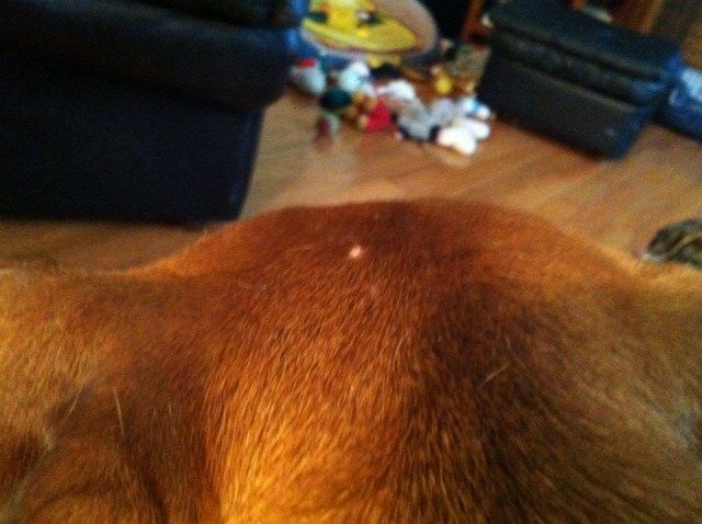 Bruno Has Pimples In Top Of His Head Boxer Forum Boxer Breed Dog Forums